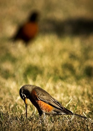 Robins